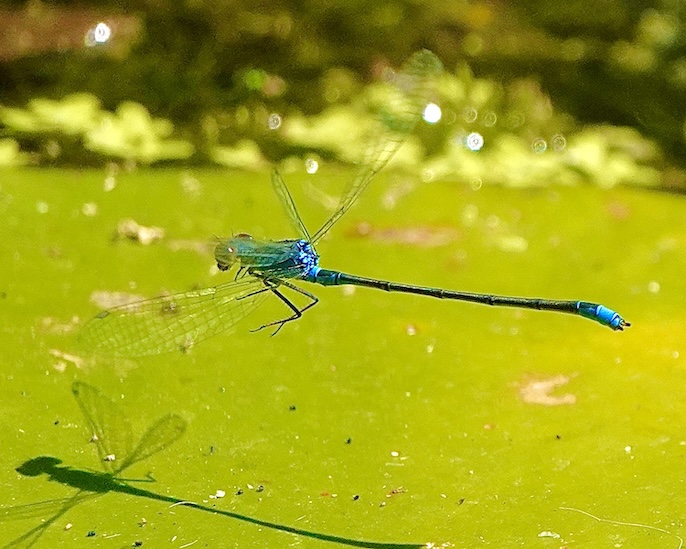 small red-eyed damselfly